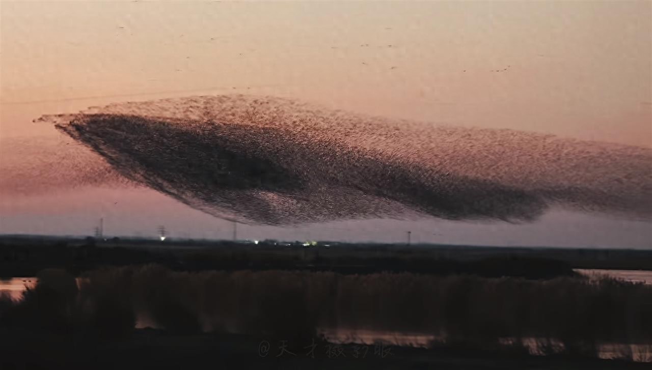 東營(yíng)黃河口“鳥(niǎo)浪化鯤”太震撼!