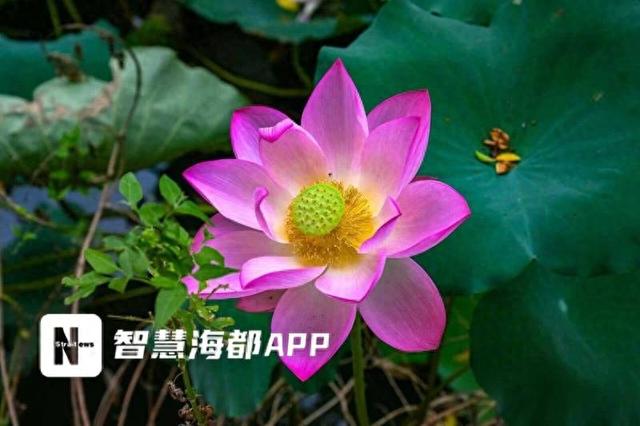 冰心公园荷花“上新”，初花期将持续约一周