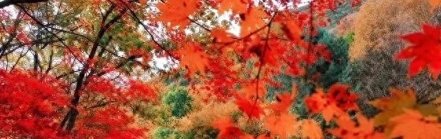 答对联：“上联：秋岭枫红添画意，诚邀下联”