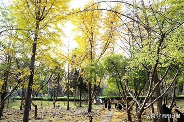 南阳：初冬的银杏 最抢镜的风景