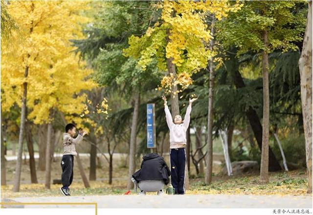 【潍坊寿光】初冬银杏美
