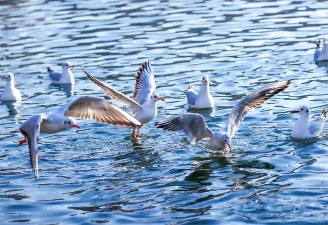 977～冬季来南阳看海鸥吧～对19地居民免门票!