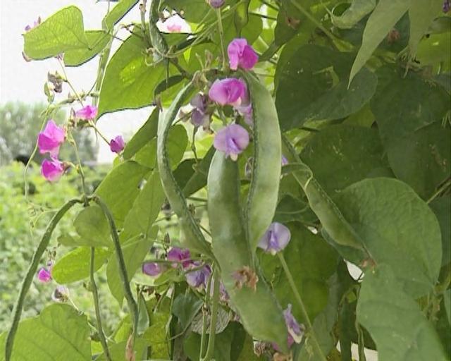 悠然家乡，蓝天白云，青山绿水，自然之美无处不在。请到大美盘山来（第648篇）