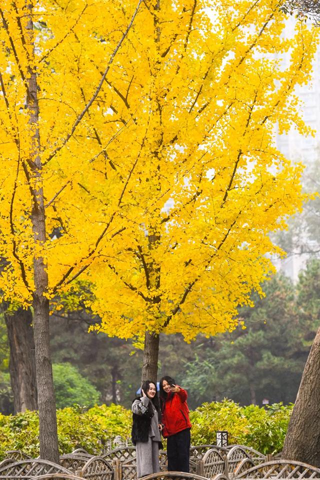 太原迎泽公园，游客在秋色中拍照赏景