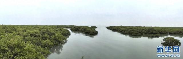 绿动广西 | 当“跳跳鱼”邂逅“海上森林”