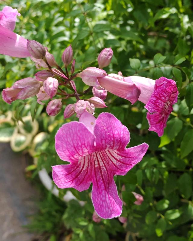 花开一路香