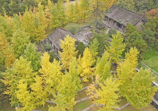 银杏金黄秋意浓