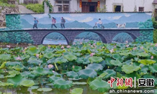 旌德县霍家桥村一池荷韵映新颜
