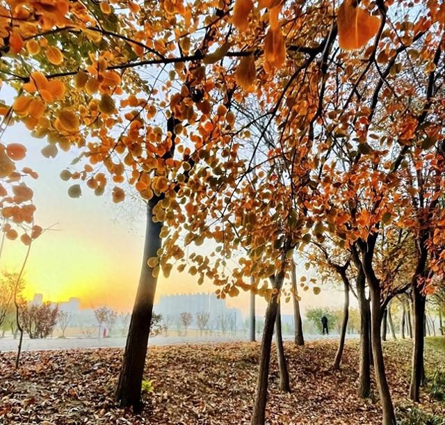 初冬寿光绘就别样生态画卷