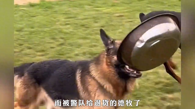 全网唯一一只因为智商太低被退货的狗，真的搞笑！