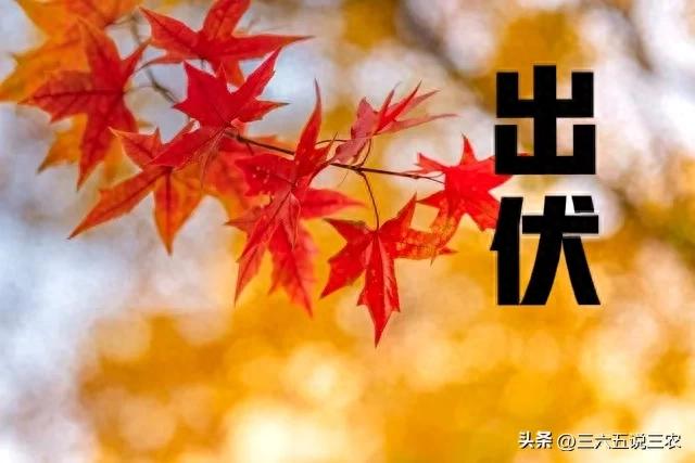 19号出伏，今年出伏不一般，农村老人总结:4大特点，4个要注意