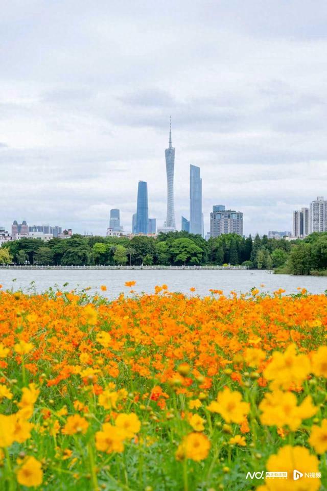 秋日限定“金色浪漫”！海珠湖近15000㎡硫华菊花盛放