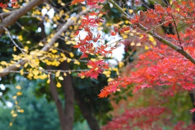人少景美！洪山5处打卡地，周末约起