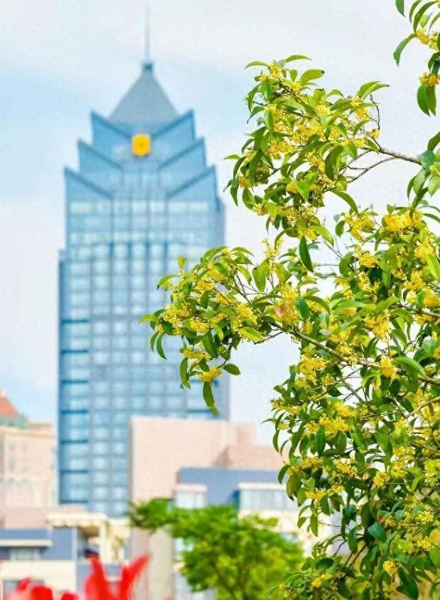 苏州高新区赏桂图鉴来了！带你解锁秋日甜香→