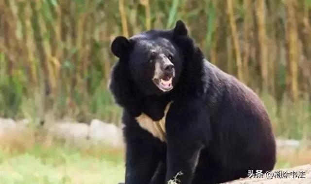 日本熊吃人频发!别慌!熊口逃生保命指南,让你比光头强还懂熊!