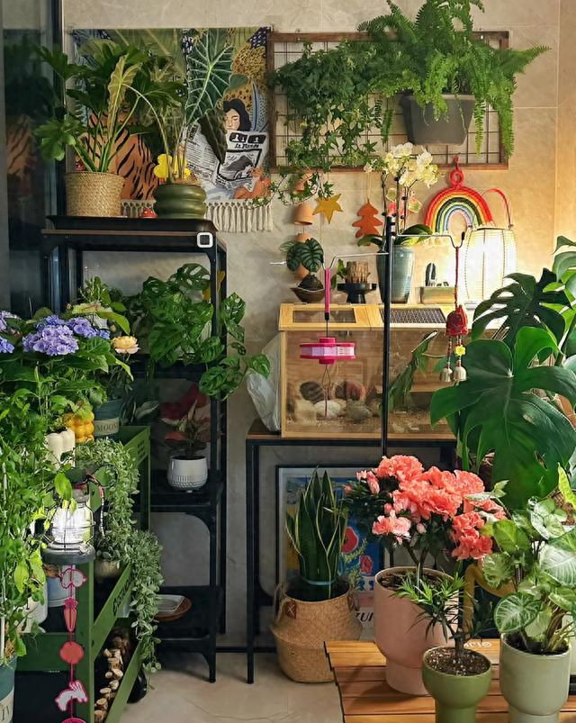 阴花不能进阳宅！这5种花“打死”也不养，家里若有？快挪走！