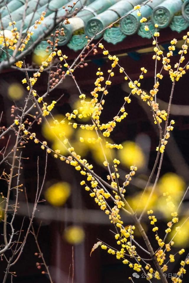 冬游看花，崇州寻梅攻略来啦！
