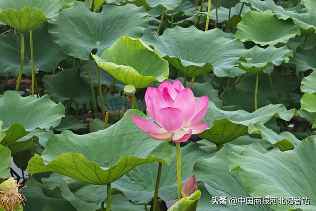 保字一號莲香型:源自白洋淀,万顷荷风送酒香