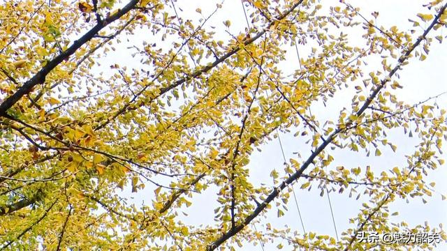 广东韶关南雄帽子峰银杏黄了！银杏染秋“圈粉”大湾区