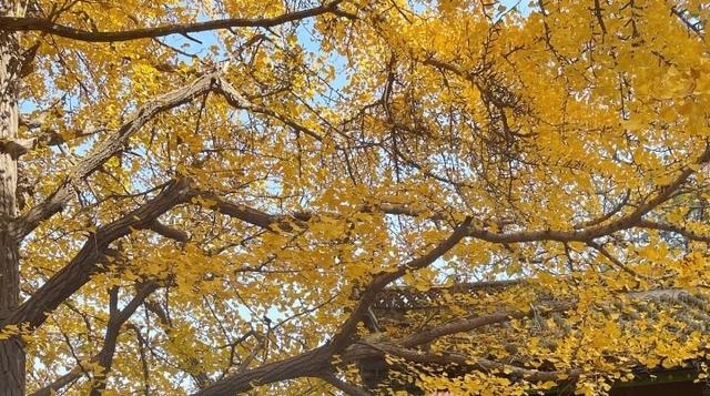 绚烂！千山木鱼庵古银杏黄了