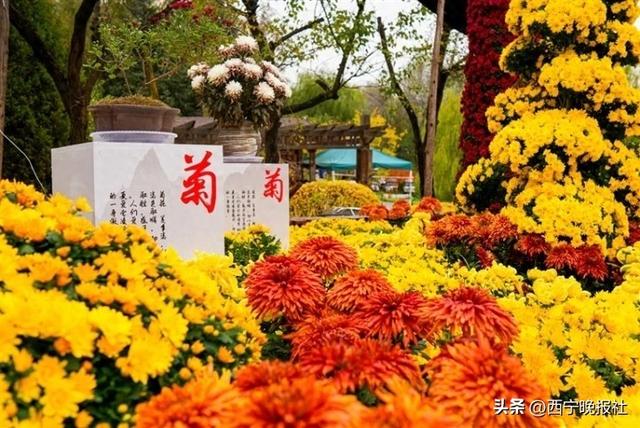 与西宁，共赴一场菊之约
