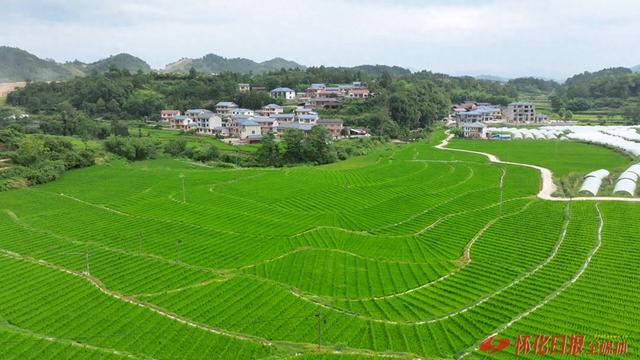 中方县千丘田村：梯田叠翠书写绿色诗行