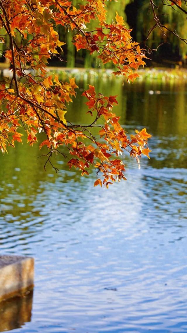 “不如去看一棵树” | 寻初冬彩蛋 圆明园邀您来打卡