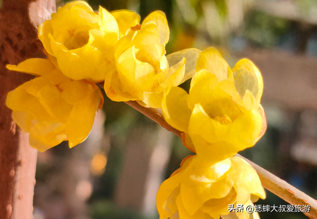 2026杭州赏梅大戏正式开幕，六大观赏地来了，可来一场风雅之约！