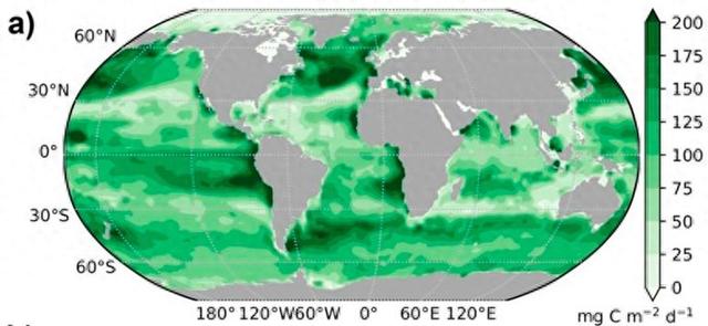 浮游生物释放海洋隐藏的碳储存能力