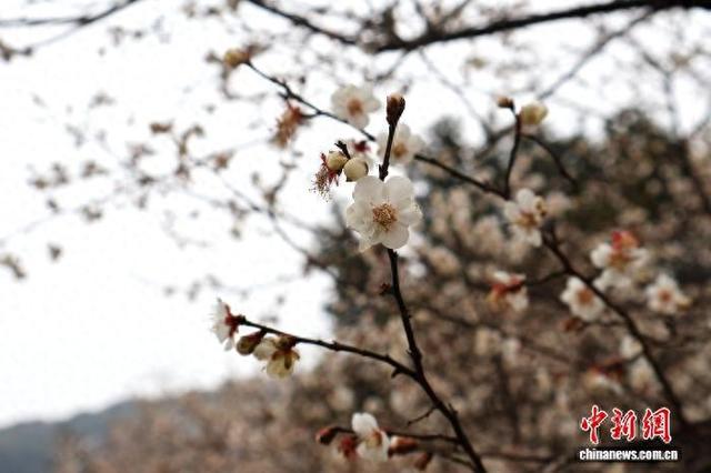 浙江杭州：超山梅花盛开引客来