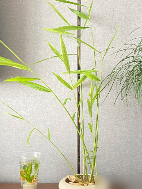 北京一姑娘“把生姜当绿植”养在客厅走红，网友：好美，好高级