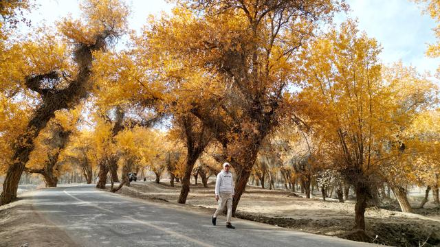 新疆沙雅｜自驾139胡杨秘境公路，一路驶进金色童话世界