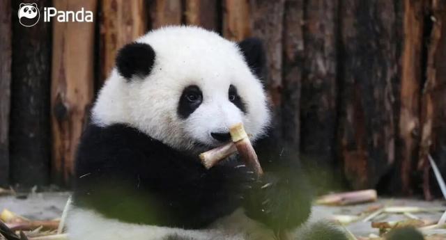 女明星花花，有了AI形态
