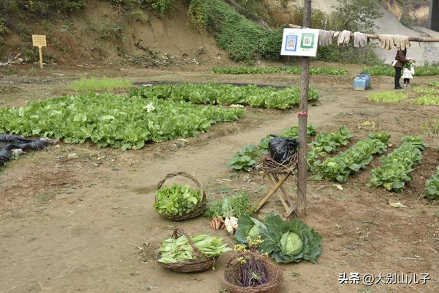带着“看家佬”去郊游
