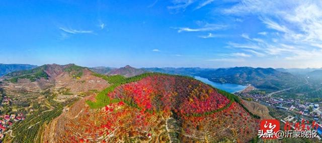 组图丨临沂：漫山红叶美成诗 快来打卡“限定份”浪漫