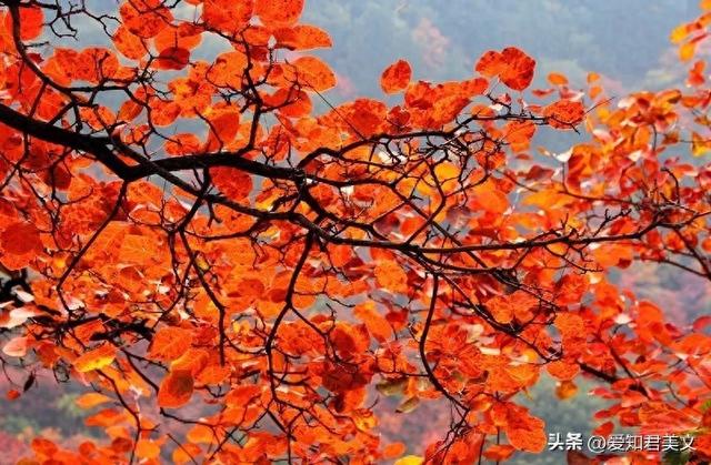 秋风瑟瑟日渐凉，层林尽染秋色黄