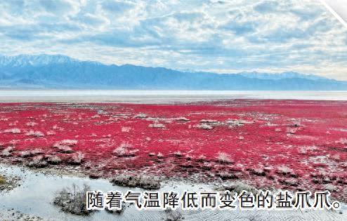 秋日观景正当时 青海乌兰县：盐爪爪染红高原湿地