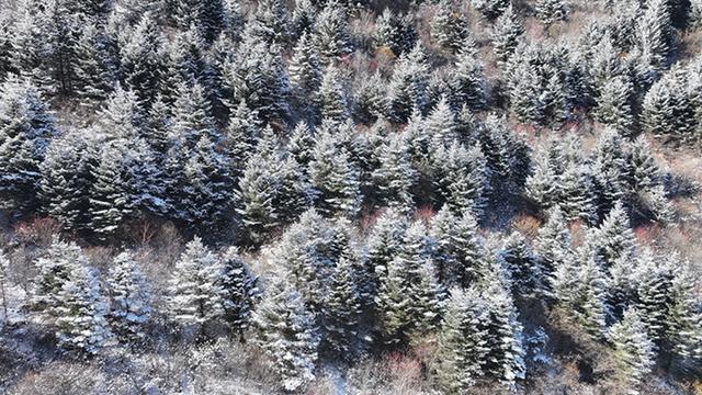 武山县太皇山：雪松琼枝绽冬韵