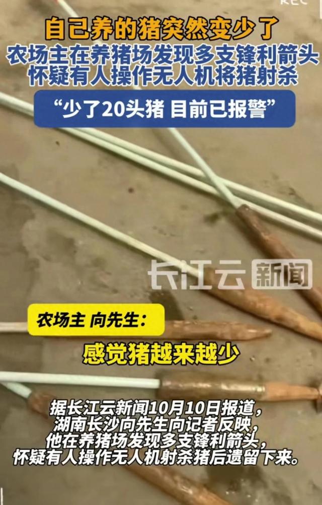 湖南一养猪场发现猪越来越少，发现有人用无人机偷猪