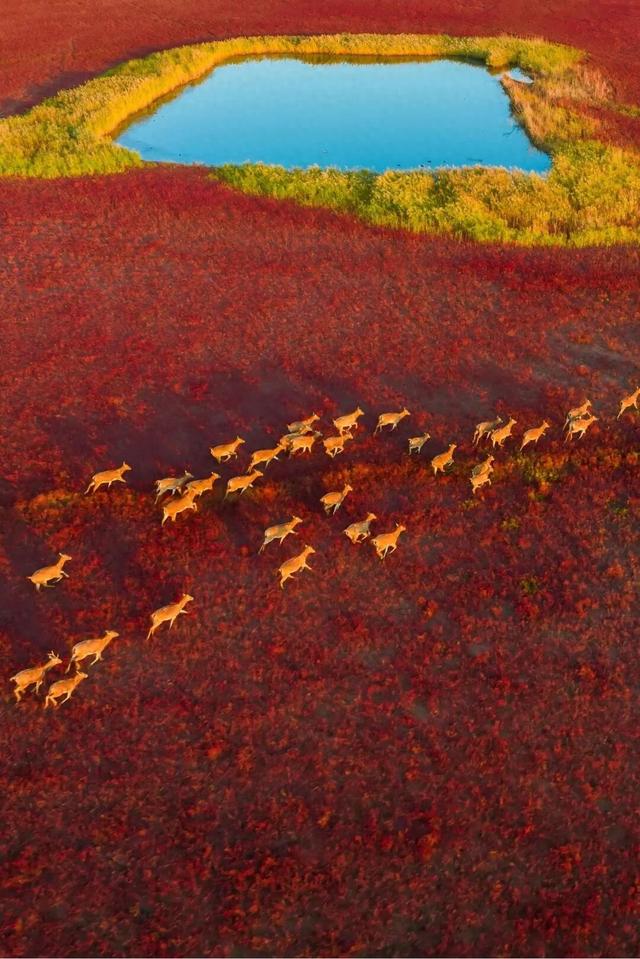 秋天基础，盐城的秋景就不基础！