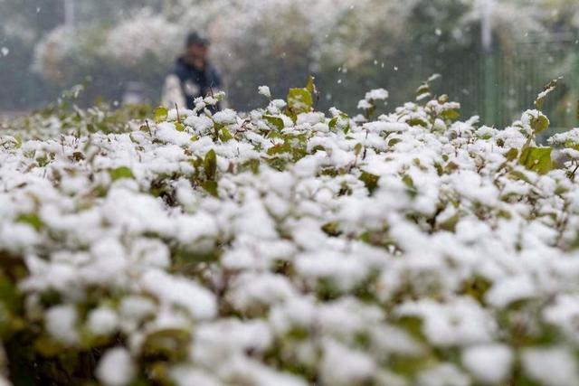 雪花叩门时：哈尔滨的冬日童话