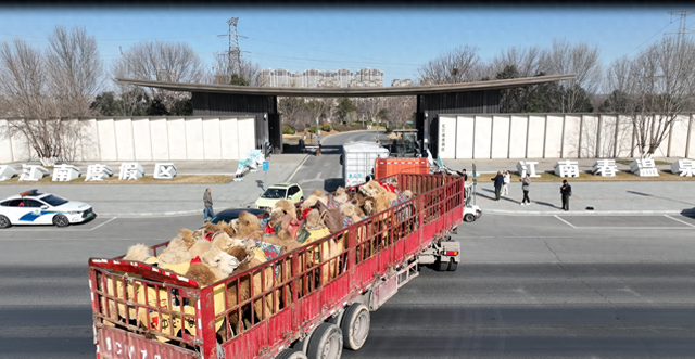 东天山骆驼队抵达忆江南度假区休整 豫疆文化交流盛典启幕