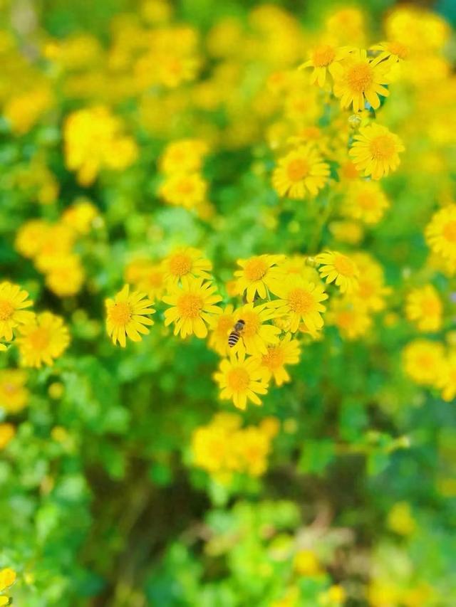 记叙顺序有什么分别作用是什么(叙述的种类和写作手法)