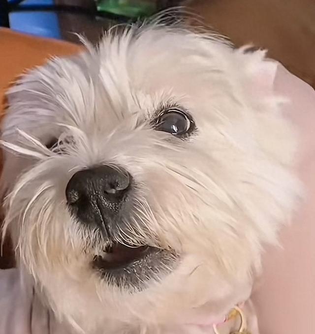 女子养了13年的爱犬被小区邻居毒杀，投毒者一审获刑4年当庭上诉，狗主人发声