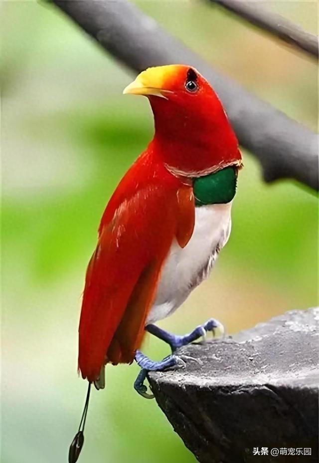 巨石上红绿羽毛闪耀，森林霸主静立姿态，原始力量令人心生敬畏