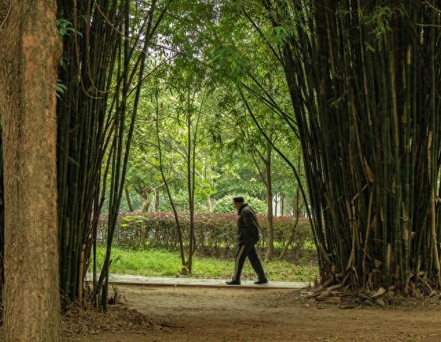雾散竹青处 心向暖阳行
