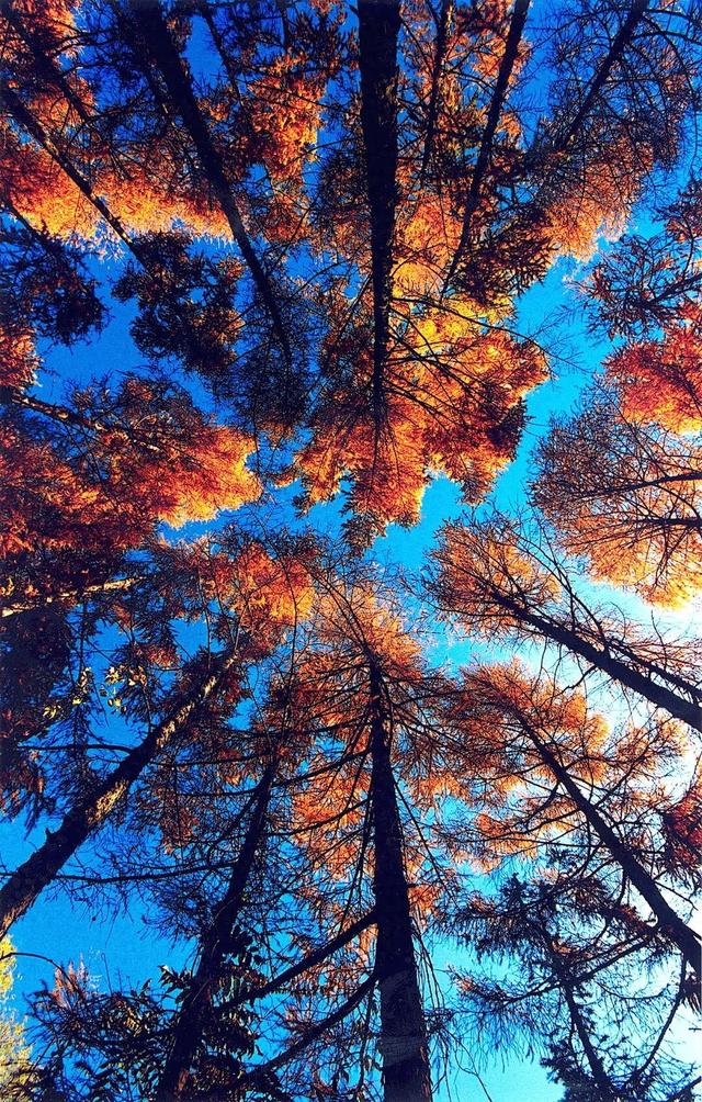 通知：森林探险乐园闭园倒计时3天！燃情初冬探险+“森”呼吸 定格成长…