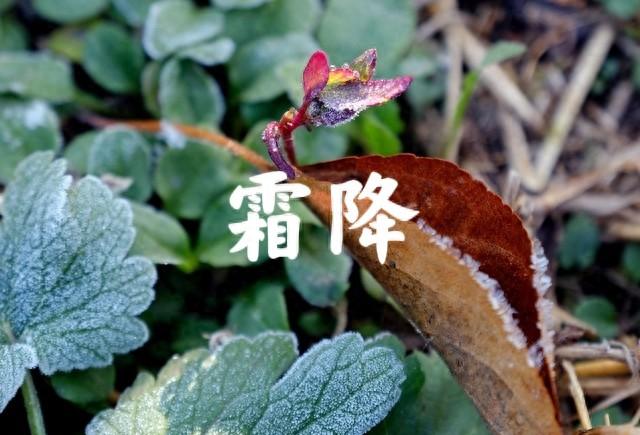 “冬天冷不冷，就看霜降”，今日霜降，今年冬天会是极寒冷冬吗？