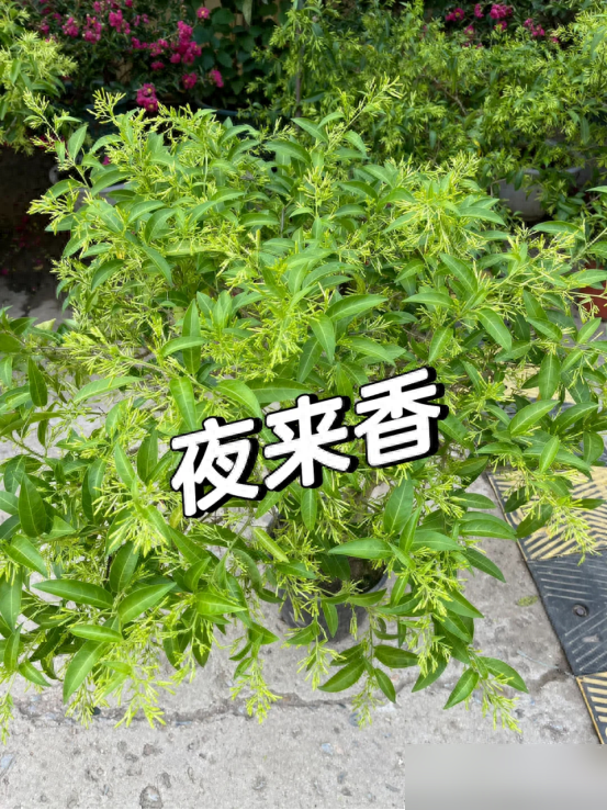 阴花不能进阳宅！这5种花“打死”也不养，家里若有？快挪走！