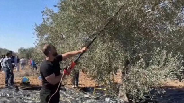 巴勒斯坦七旬农民橄榄林被毁，真相曝光，令人心寒